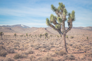 Joshua Trees near Goldfield