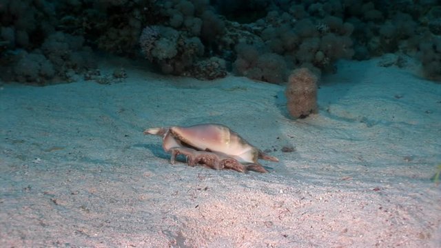 Seashell Strombes Lambis on sandy bottom underwater Red sea. Amazing unique video about marine animals in world of wildlife.