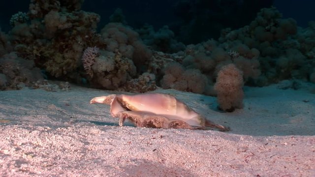 Seashell Strombes Lambis on sandy bottom underwater Red sea. Amazing unique video about marine animals in world of wildlife.