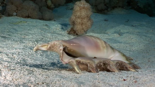 Seashell Strombes Lambis on sandy bottom underwater Red sea. Amazing unique video about marine animals in world of wildlife.