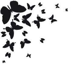 black butterfly, isolated on a white