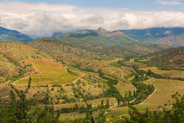 Naklejka premium Beautiful vineyards in mountains of Crimea