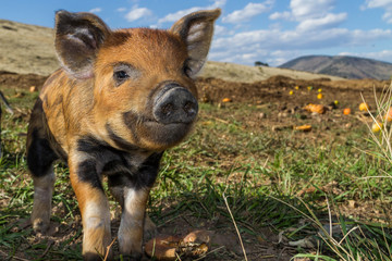 Cute mini pigs enjoying a beautiful afternoon on the farm