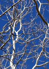 Aspen Branches Contrasted Against a Rich Blue Sky