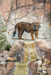 A tiger in a natural park
