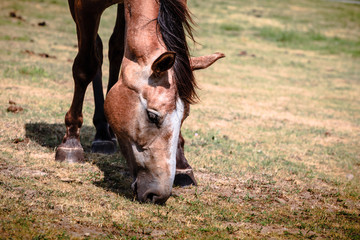 Brown wild horse on meadow idyllic field