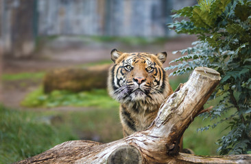A tiger in a natural park