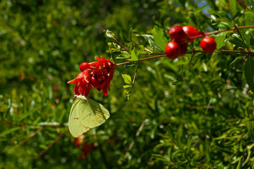 Phoebis sennae Schwefelfalter an Granatapfel-Blüte