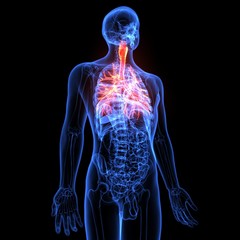3d illustration human body respiratory system.human body part.
