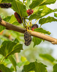 mulberries on a branch