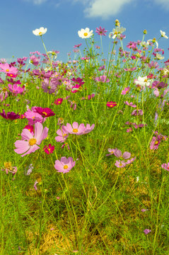 marguerite daisies in a filed with blue sky background