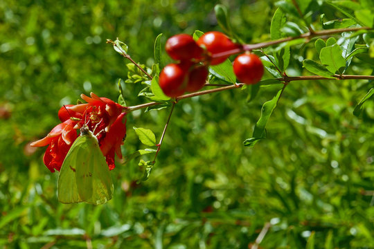 Phoebis sennae Schwefelfalter an Granatapfel-Blüte