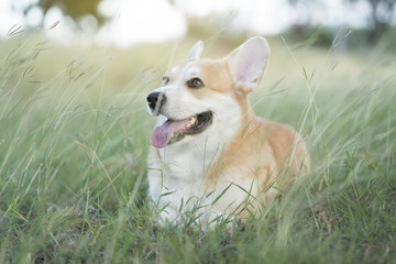 Corgi dog on the grass in summer sunny day