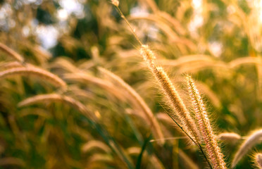 Grass flowers with soft light morning background
