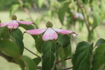 Japanese dogwood