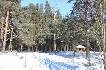 Winter forest covered with snow