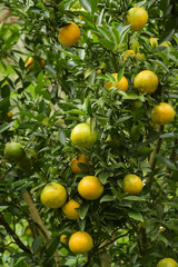 Close up of orange trees in the garden
