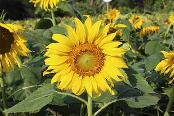 Fototapeta premium beautiful sun flowers