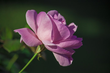 Rosa cor de rosa