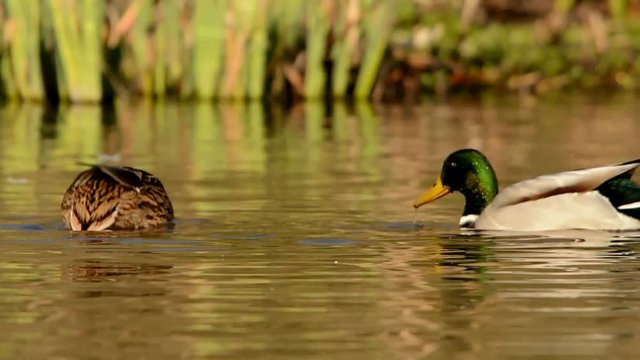 Mallard, Duck, Anas platyrhynchos