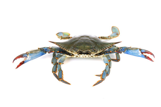  live blue crab isolated on white background