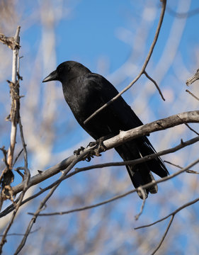 A Black Crow Perched on a Dead Tree Branch. He is photographed in profile in natural light.