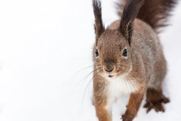 curious red squirrel with fluffy tail sitting on white snow closeup view