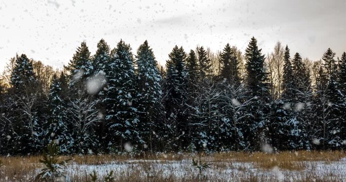 CINEMAGRAPH, 4k, falling snow in the winter forest, loop