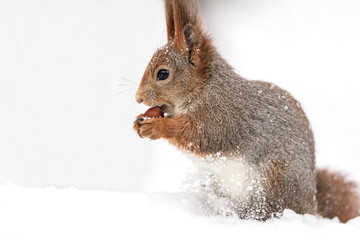 young red squirrel sitting in white snow and eating nut, closeup view