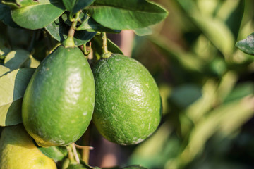 Lemon on the tree.