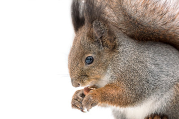 funny red squirrel sitting in snow and holding nut, macro view