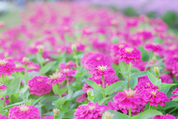 Magenta of gerbera with colorful.