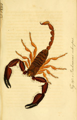 Scorpion.