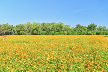 Obraz premium Beautiful Scenery of Blooming Orange Cosmos Flowers Field