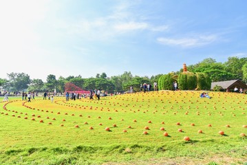 Pumpkin Patches at Jim Thompson Farm During Autumn Season