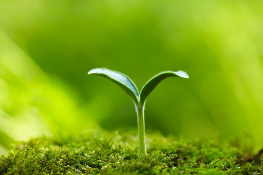 Close Up Of Spring Bud Growing With Copy Space