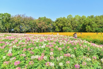 Obraz premium Pink Flowers Fields at Jim Thompson Farm