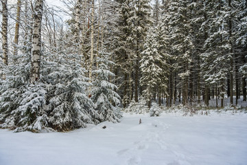 Coniferous forest in winter