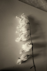 Bleeding Heart flower (Dicentra spectabilis)