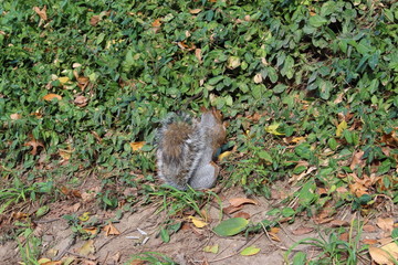 grey squirrel on grass