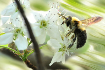 Bumble bee on flower