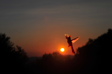 Cardinal at sunset