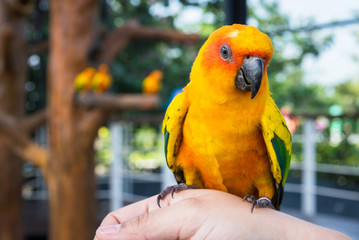 Yellow and orange parrot on hand woman in a big cage.Thailand.