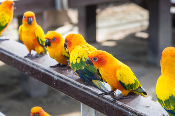 Many yellow and orange parrot in a big cage.Thailand.