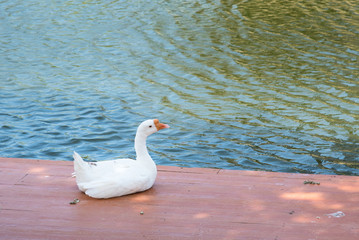 Geese in the zoo.Thailand.