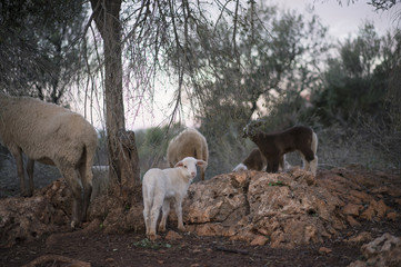 White Lamb born in Winter, Playing in a Mediterranean Olive Grove