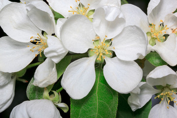 Naklejka na ściany i meble Beautiful flower blooms on a branch of an apple-tree.