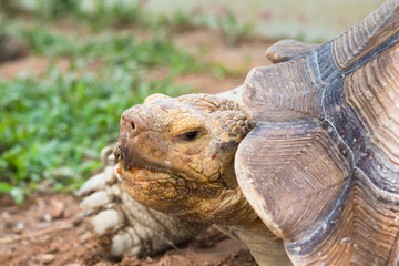 Obraz premium Giant tortoise in the zoo.Thailand.