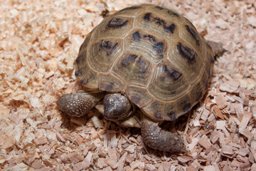 Central asian tortoise is creeping on a wooden sawdust.