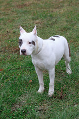 American staffordshire terrier puppy is standing on the autumn foliage. Six month old.